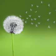 dandaline-quare Dr Meghan Van Vleet Naturopathic Medicine Doctor Boulder